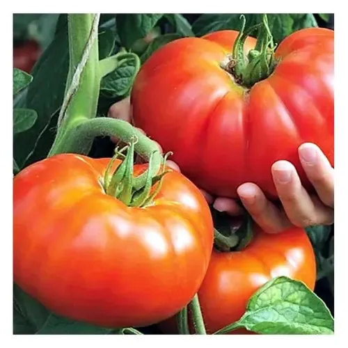 AGR Tomate Beefmaster F1 0.3 gr