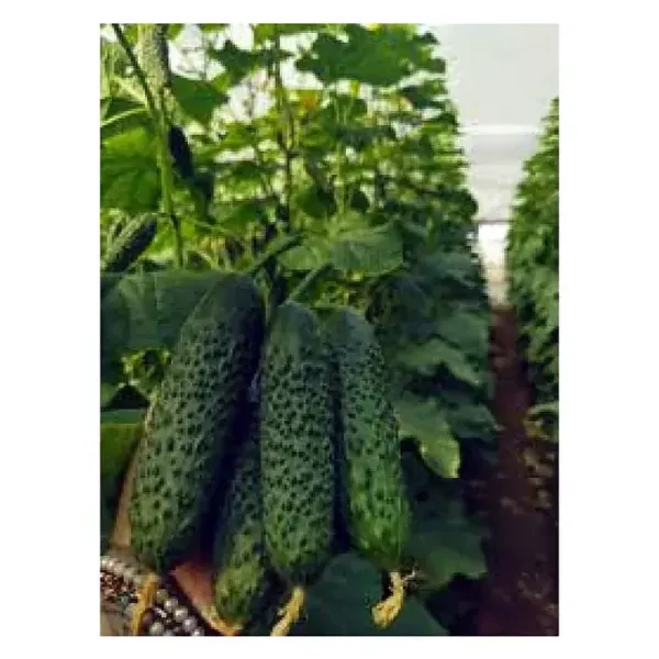 Castraveti Elvinara 1000 Sem