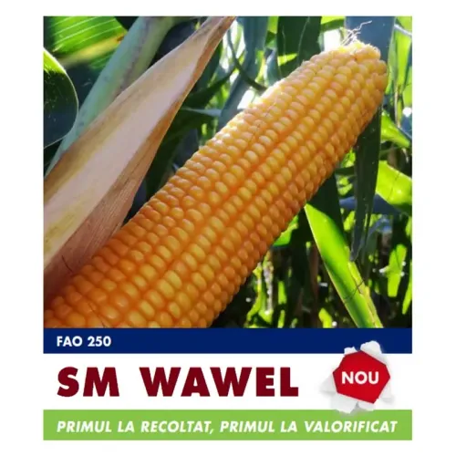 Porumb SM Wawel FAO 250 Saaten Union – 50MB