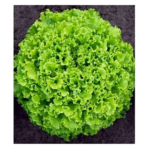 Salata (Batavia), Sementel