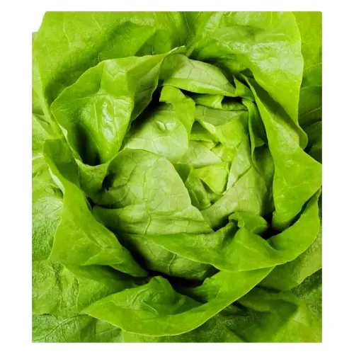 Salata Ileana 10 gr 4 Agro