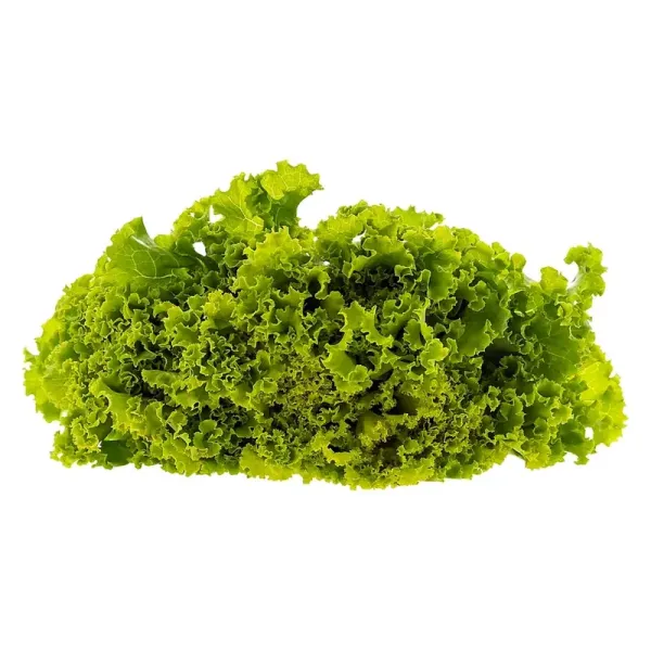 Salata Lollo Bionda 10 g Salata Lollo Bionda 10 g