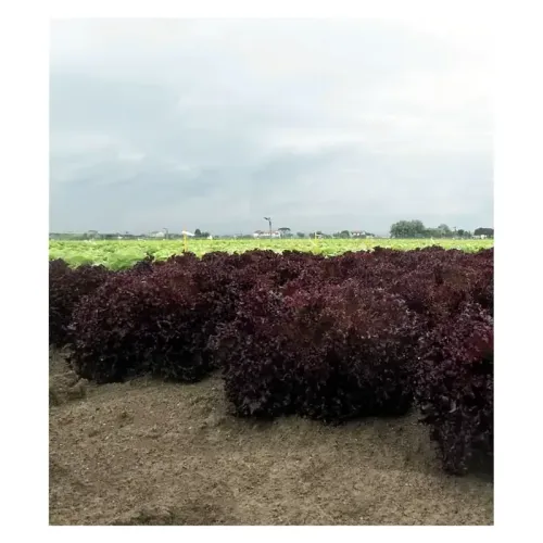 Salata (Lollo), Solos