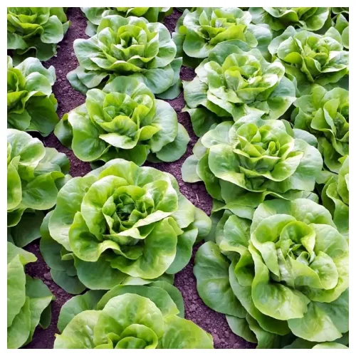 SG Salata Shangore 5000 Sem